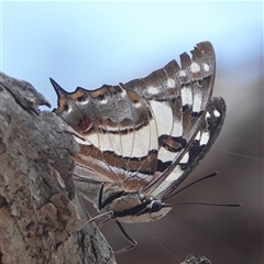 Charaxes sempronius (Tailed Emperor) at Hall, ACT - 7 Dec 2024 by Anna123