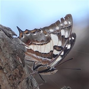 Charaxes sempronius at Hall, ACT - 7 Dec 2024 12:52 PM