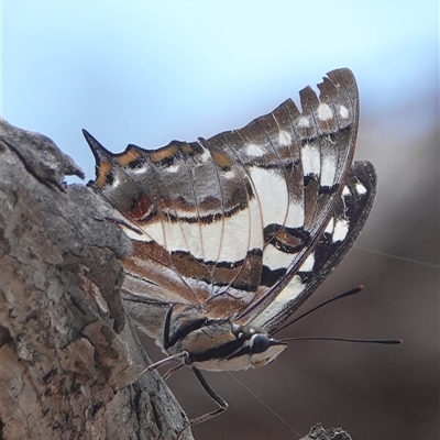 Charaxes sempronius (Tailed Emperor) at Hall, ACT - 7 Dec 2024 by Anna123