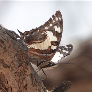 Charaxes sempronius at Hall, ACT - 7 Dec 2024 12:52 PM