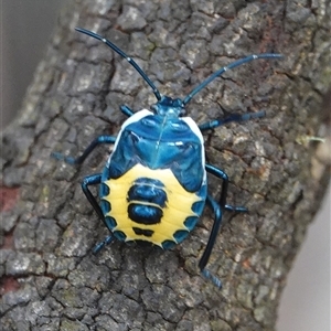 Commius elegans (Cherry Ballart Shield Bug) at Hall, ACT by Anna123