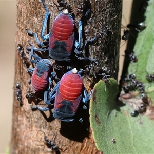 Eurymela distincta at Yackandandah, VIC by KylieWaldon