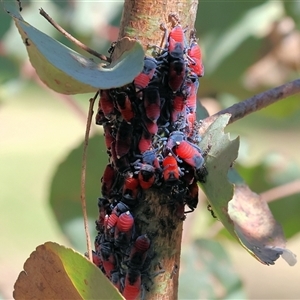 Eurymela distincta at Yackandandah, VIC - 2 Dec 2024