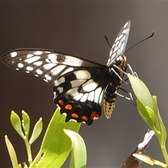 Papilio anactus (Dainty Swallowtail) at Hall, ACT - 7 Dec 2024 by Anna123