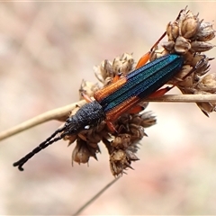 Brachytria jugosa (Jugosa longhorn beetle) at Cook, ACT - 5 Dec 2024 by CathB