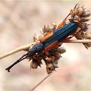 Brachytria jugosa (Jugosa longhorn beetle) at Cook, ACT by CathB