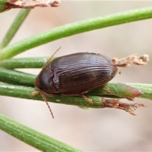 Nocar depressiusculus (Comb-clawed beetle) at Cook, ACT by CathB