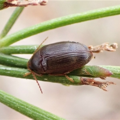 Nocar depressiusculus (Comb-clawed beetle) at Cook, ACT - 6 Dec 2024 by CathB