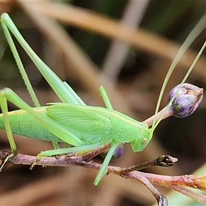 Caedicia simplex (Common Garden Katydid) at Gundaroo, NSW by Gunyijan