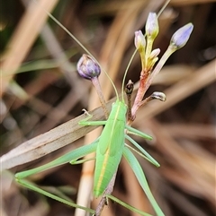 Caedicia simplex at Gundaroo, NSW - 5 Dec 2024