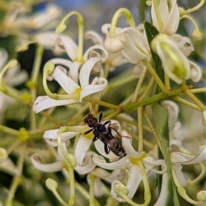 Eleale sp. (genus) (Clerid beetle) at Mount Kembla, NSW by BackyardHabitatProject