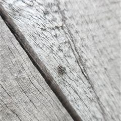 Unidentified Jumping or peacock spider (Salticidae) at Hughes, ACT - 7 Dec 2024 by Ct1000