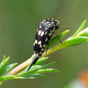 Mordella dumbrelli (Dumbrell's Pintail Beetle) at Greenway, ACT by DPRees125