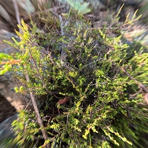 Melicytus angustifolius subsp. divaricatus at Bredbo, NSW - 7 Dec 2024