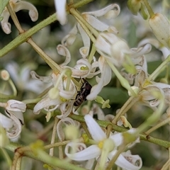 Stomorhina sp. (genus) (Snout fly) at Mount Kembla, NSW - 7 Dec 2024 by BackyardHabitatProject