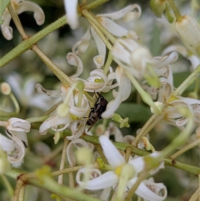 Stomorhina sp. (genus) (Snout fly) at Mount Kembla, NSW - 6 Dec 2024 by BackyardHabitatProject