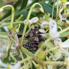 Theridion pyramidale at Mount Kembla, NSW - 7 Dec 2024 by BackyardHabitatProject