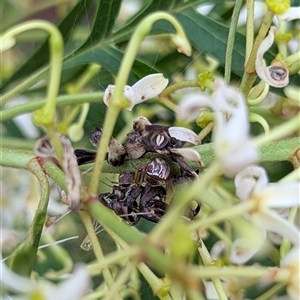 Theridion pyramidale at Mount Kembla, NSW by BackyardHabitatProject