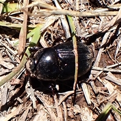 Dynastinae (subfamily) (Unidentified rhinoceros or elephant beetle) at Cook, ACT - 2 Dec 2024 by CathB