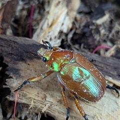 Anoplognathus sp. (genus) (Unidentified Christmas beetle) at Mount Kembla, NSW - 7 Dec 2024 by BackyardHabitatProject