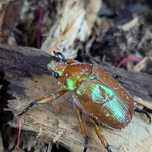 Anoplognathus sp. (genus) (Unidentified Christmas beetle) at Mount Kembla, NSW by BackyardHabitatProject