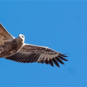 Haliaeetus leucogaster (White-bellied Sea-Eagle) at Strathnairn, ACT by Untidy