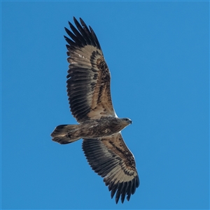 Haliaeetus leucogaster at Strathnairn, ACT - 15 Jul 2022