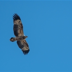 Haliaeetus leucogaster at Strathnairn, ACT - 15 Jul 2022