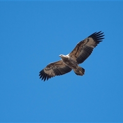 Haliaeetus leucogaster at Strathnairn, ACT - 15 Jul 2022