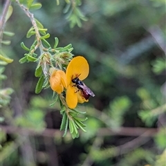 Exoneura sp. (genus) (A reed bee) at Mount Kembla, NSW - 7 Dec 2024 by BackyardHabitatProject