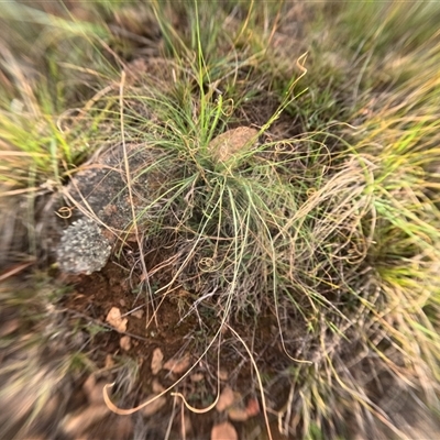 Eragrostis curvula (African Lovegrass) at Bredbo, NSW - 6 Dec 2024 by WhiteRabbit