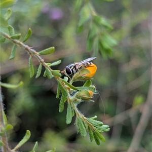 Simosyrphus grandicornis (Common hover fly) at Mount Kembla, NSW by BackyardHabitatProject