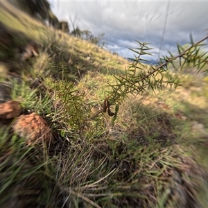 Acacia ulicifolia (Prickly Moses) at Bredbo, NSW by WhiteRabbit