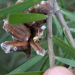 Sidymella sp. (genus) at Mount Kembla, NSW by BackyardHabitatProject