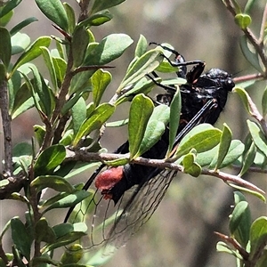 Yoyetta sp. (genus) at Bungendore, NSW - suppressed