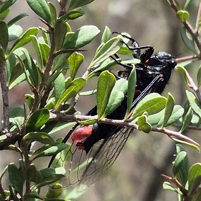 Yoyetta sp. (genus) (Firetail or Ambertail Cicada) at Bungendore, NSW - 7 Dec 2024 by clarehoneydove