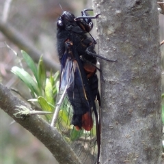 Yoyetta sp. (genus) at Bungendore, NSW - suppressed