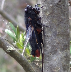 Yoyetta sp. (genus) at Bungendore, NSW - suppressed