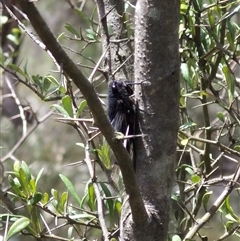 Yoyetta sp. (genus) at Bungendore, NSW - suppressed