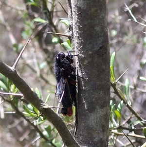 Yoyetta sp. (genus) at Bungendore, NSW - suppressed