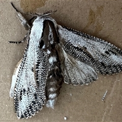 Endoxyla (genus) (Unknown Wood Moth) at Prospect, TAS - 6 Dec 2024 by YRD
