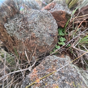 Dicranolaius bellulus at Bredbo, NSW by WhiteRabbit