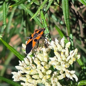 Spilostethus pacificus (Milkweed bug) at Bungendore, NSW by clarehoneydove