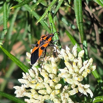 Spilostethus pacificus (Milkweed bug) at Bungendore, NSW - 7 Dec 2024 by clarehoneydove