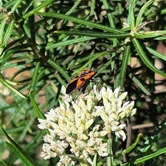 Spilostethus pacificus at Bungendore, NSW - suppressed