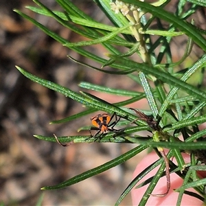 Spilostethus pacificus at Bungendore, NSW - suppressed