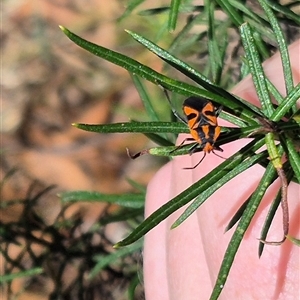 Spilostethus pacificus at Bungendore, NSW - suppressed