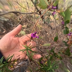 Hardenbergia violacea (False Sarsaparilla) at Bredbo, NSW - 6 Dec 2024 by WhiteRabbit