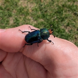 Lamprima aurata at Nicholls, ACT - suppressed