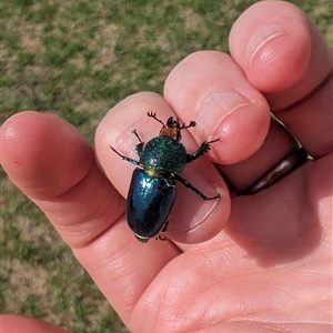 Lamprima aurata at Nicholls, ACT - suppressed